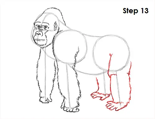 Gorilla Drawing 13 Draw Gorilla 13