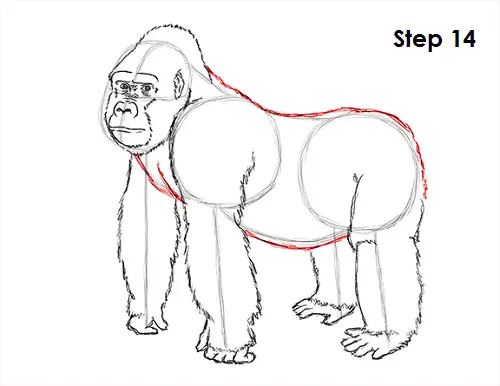 Gorilla Drawing 14 Draw Gorilla 14