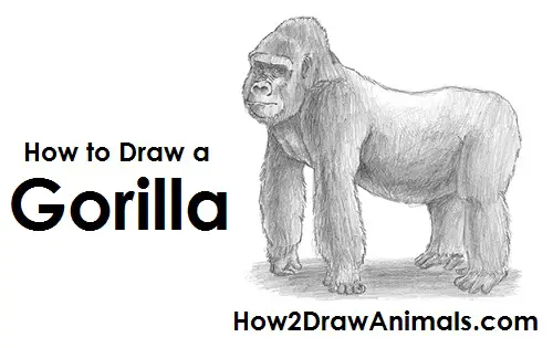 realistic angry gorilla drawing