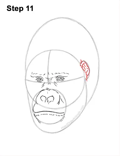 How to Draw a Gorilla Head Face Portrait 11