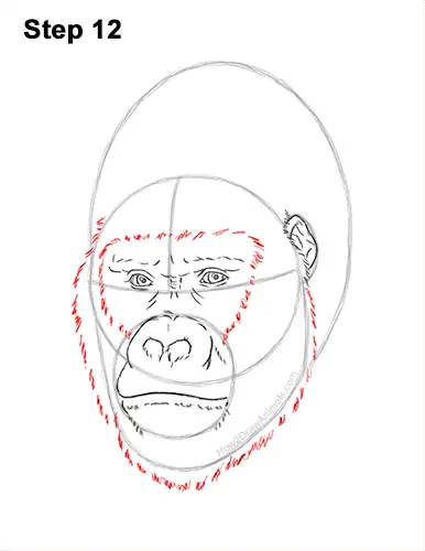 How to Draw a Gorilla Head Face Portrait 12