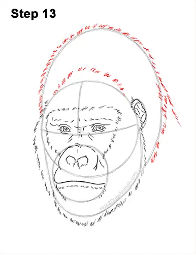 How to Draw a Gorilla Head Face Portrait 13