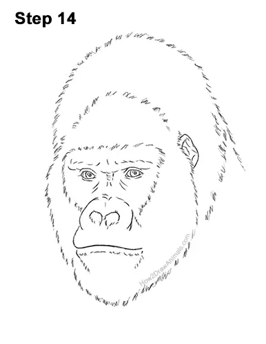 How to Draw a Gorilla Head Face Portrait 14