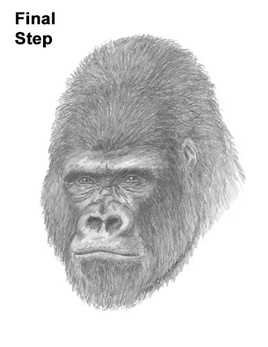 How to Draw a Gorilla Head Face Portrait