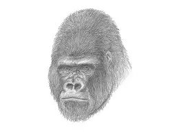 How to Draw a Male Gorilla Silverback Head Portrait