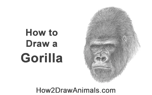 How to Draw a Gorilla Head Face Portrait