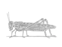How to Draw a Grasshopper Insect Bug