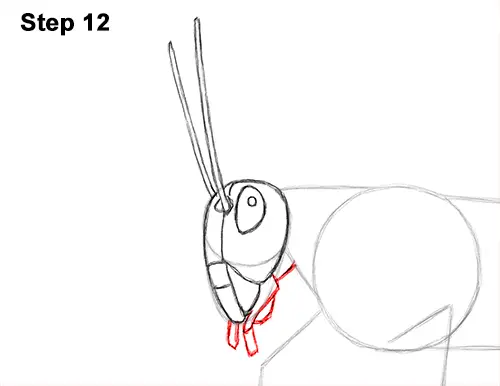 How to Draw Grasshopper Insect Bug 12