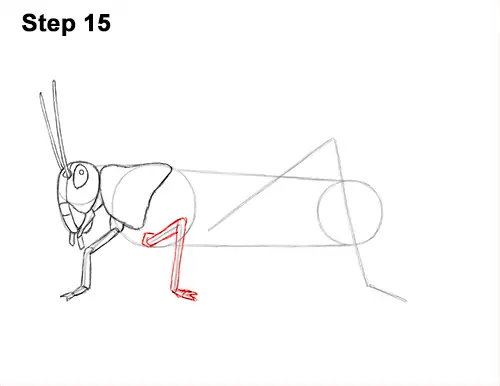 How to Draw Grasshopper Insect Bug 15