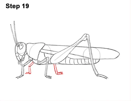 How to Draw Grasshopper Insect Bug 19