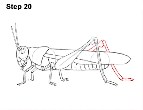 How to Draw Grasshopper Insect Bug 20