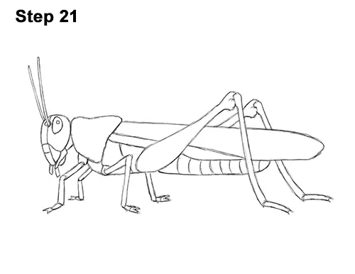 How to Draw Grasshopper Insect Bug 21