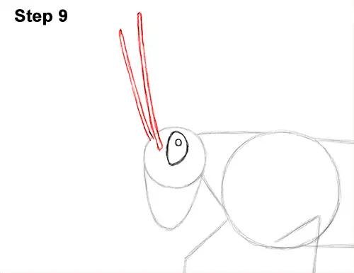 How to Draw Grasshopper Insect Bug 9