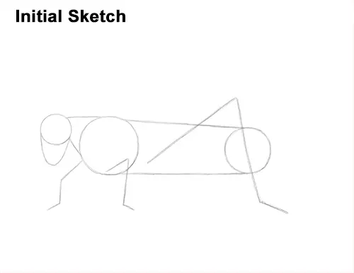 How to Draw Grasshopper Insect Bug Initial Sketch