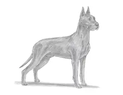How to Draw a Great Dane Dog