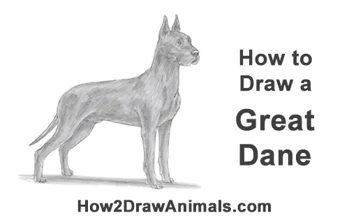 How to Draw a Tall Great Dane Dog
