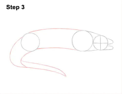 How to Draw a Green Moray Eel Side View 3