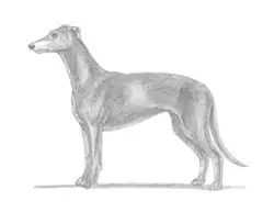 How to Draw Italian Greyhound Whippet Dog
