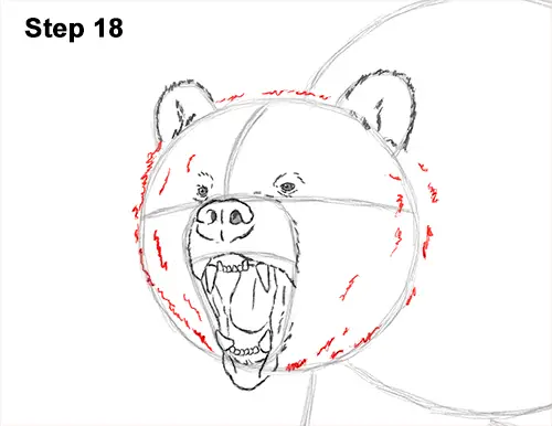 Draw a Growling Grizzly Bear Walking 18