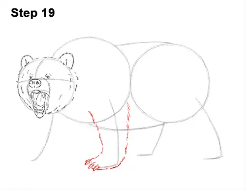 Draw a Growling Grizzly Bear Walking 19