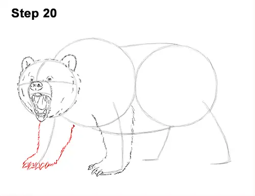 Draw a Growling Grizzly Bear Walking 20