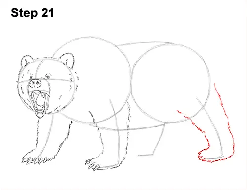 Draw a Growling Grizzly Bear Walking 21