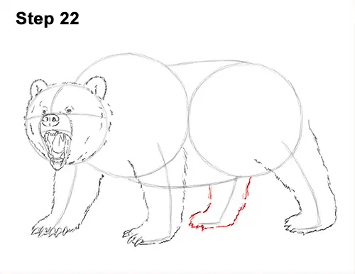 Draw a Growling Grizzly Bear Walking 22