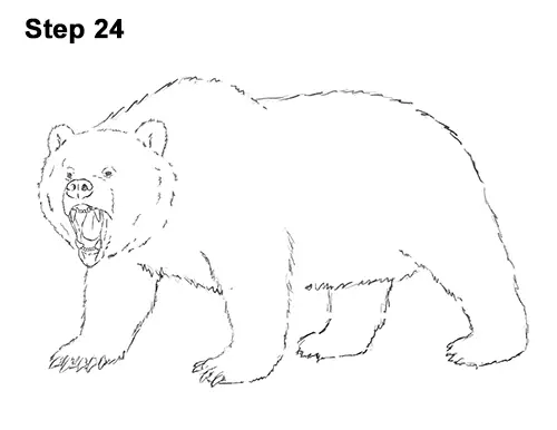 Draw a Growling Grizzly Bear Walking 24