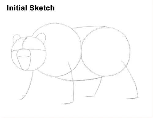 Draw a Growling Grizzly Bear Walking Sketch