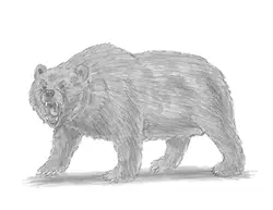 How to Draw a Grizzly Bear