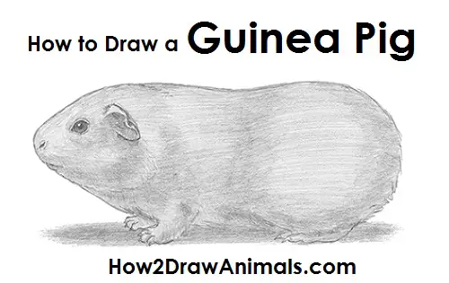 Draw Guinea Pig