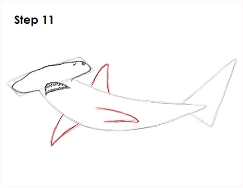 Draw Hammerhead Shark 11