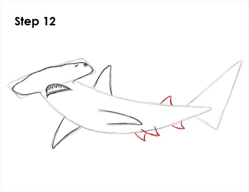 Draw Hammerhead Shark 12