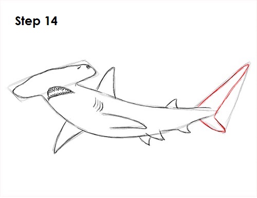 Draw Hammerhead Shark 14