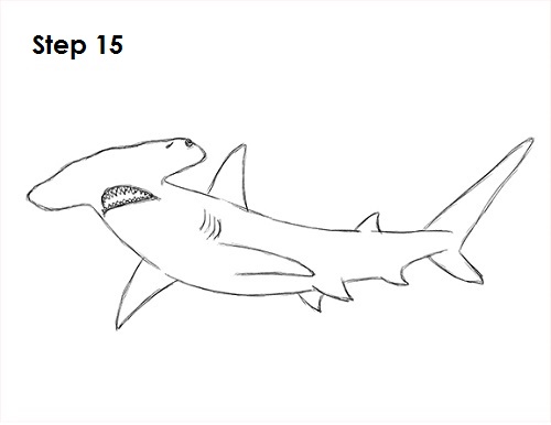 Draw Hammerhead Shark 15