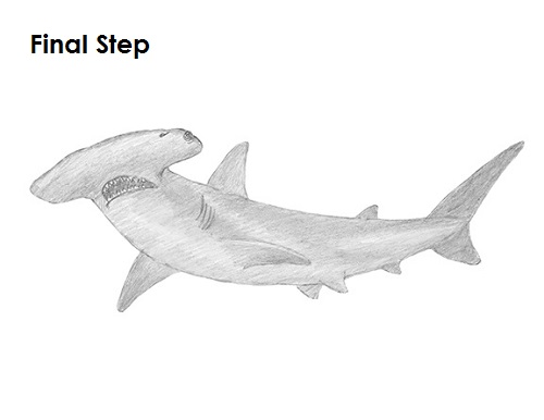 Draw Hammerhead Shark