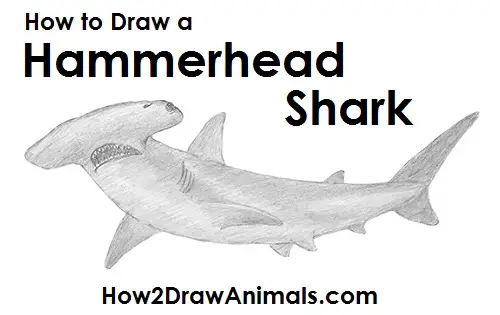 How to Draw a Hammerhead Shark