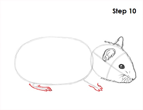 Draw Hamster 10