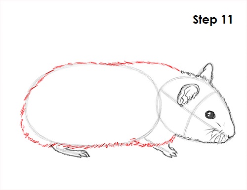 Draw Hamster 11