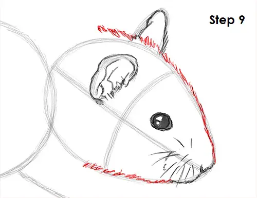Draw Hamster 9