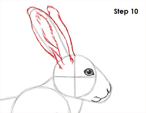 How to Draw a Hare