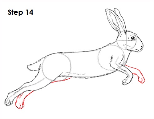 How To Draw A Showshoe Hare Step By Step Drawing Tuto - vrogue.co