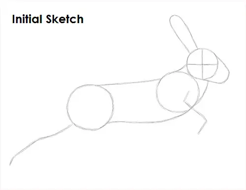 Hare Jackrabbit Drawing Sketch Draw Hare Jackrabbit Sketch