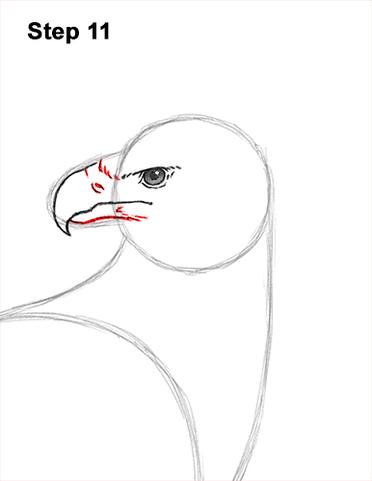 How to Draw a Harpy Eagle VIDEO & Step-by-Step Pictures How to Draw a Harpy Eagle VIDEO & Step-by-Step Pictures