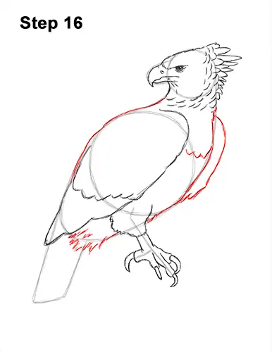 How To Draw A Harpy Eagle Video Step By Step Pictures