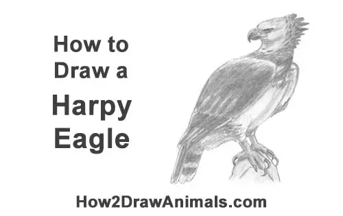 How to Draw an American Harpy Eagle Bird