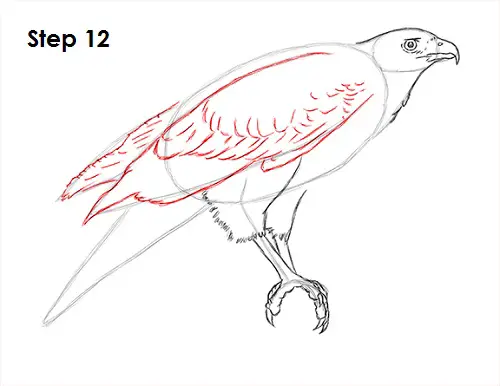 Draw Harris Hawk 12