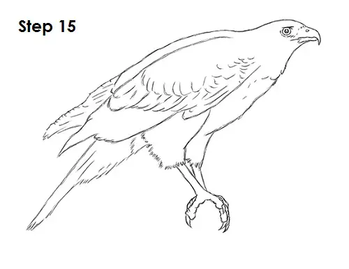 Draw Harris Hawk 15