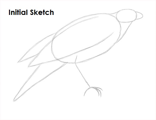 Draw Harris Hawk Sketch