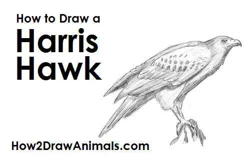 How to Draw a Hawk Harris Hawk